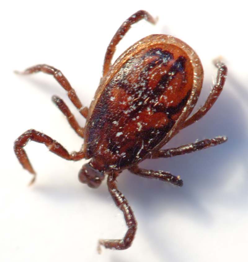 Ixodes 